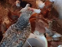 براهما — الصورة 1