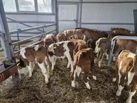 Bik, Simmental cattle — fotografija 1