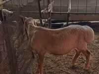 Ovan, Arashan sheep — fotografija 3