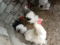 பிரஹ்மா — புகைப்படம் 8