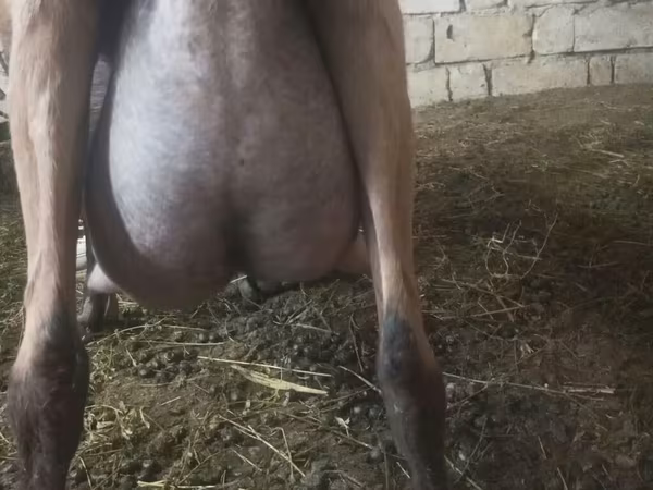 بز ماده, Alpine goat