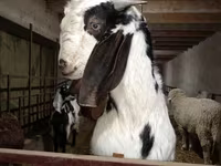 Jarac, Beetal goats — fotografija 2