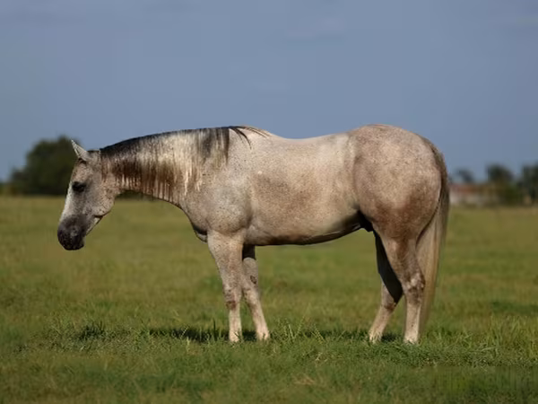 Horse (M), Quarter Horse