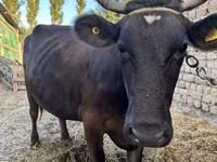 วัวตัวเมีย, Swiss cattle — รูปภาพ 3
