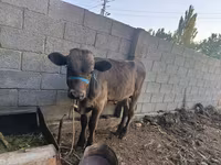 Lembu jantan, Cattle — foto 8