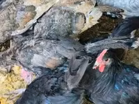 Turkeys — ფოტო 3