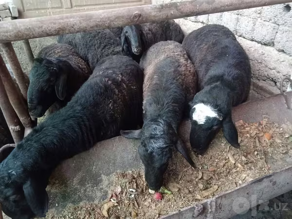 قوچ, Rhon sheep