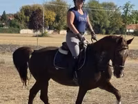 பெண் குதிரை, Hungarian horse breed — புகைப்படம் 6