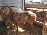 Beran, Arashan sheep — foto 2