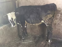 Krava, Swiss cattle — foto 3