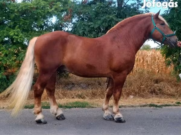 குதிரை, Noriker