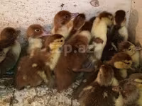 Ducks — عکس 3
