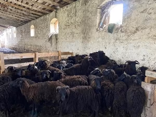 Sheep, Sheep — Russia
