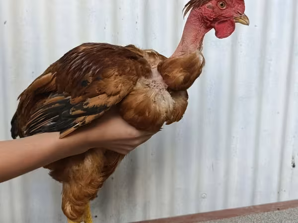 Chickens — 키르기스스탄