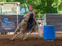 اسب نر, Quarter Horse — عکس 5