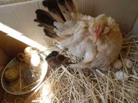 Chickens — акс 2