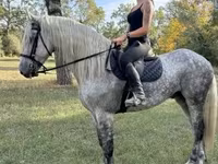 Kůň, Andalusian horse — foto 1