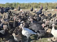 Turkeys — foto 6