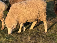 Montone, Pecore — foto 1