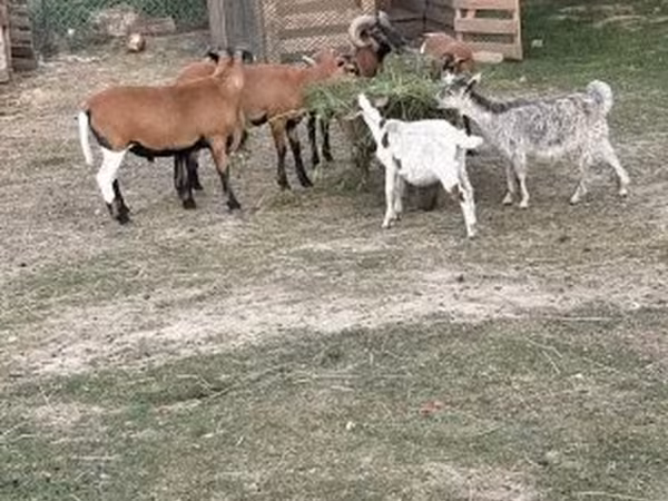 Schaap, Cameroon sheep