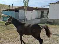 مادیان, Kazakh horse — عکس 2