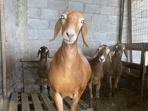Pecora, Arashan sheep — Kirghizistan