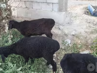 قوچ, گوسفند — عکس 7