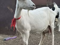 Capra, Saanen goat — foto 1