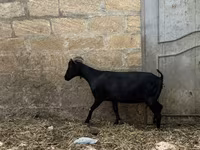 Koza, Murcia-Granada goats — fotografija 4