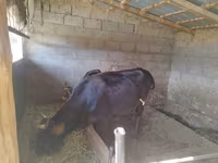 Krowa, Bydło — zdjęcie 4