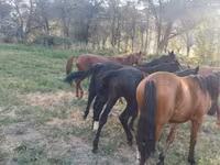 ፈረስ, Horse breed — ፎቶ 2