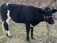 İnek, Latvian Blue cattle — foto 2