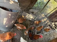 Chickens — foto 3