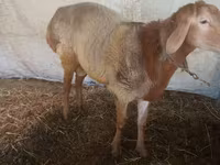 Widder, Arashan sheep — Foto 3