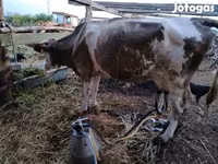 Αγελάδα, Simmental cattle — φωτογραφία 5