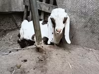 Jarac, Nubian Goat — fotografija 8