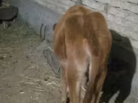 گاو ماده, گاو — عکس 7