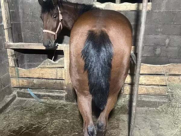 Cavalo, New Altai Horse