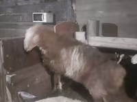 Овен, Hissar sheep — снимка 1