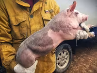 मादा सूअर, Ландрас — फ़ोटो 4