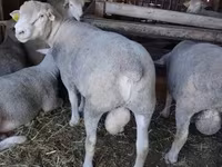แกะตัวผู้, Ile-de-France sheep — รูปภาพ 1