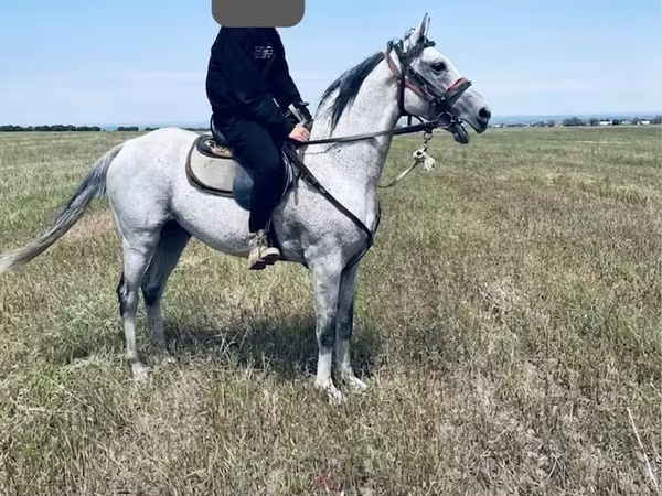 Faras, Thoroughbred horse