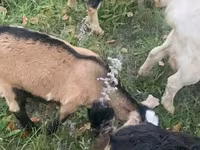 Koza, Nubian Goat — zdjęcie 5