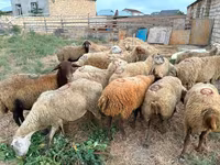 Får, Apsheron sheep — foto 3