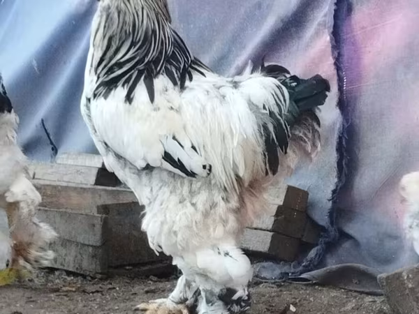 Brahma