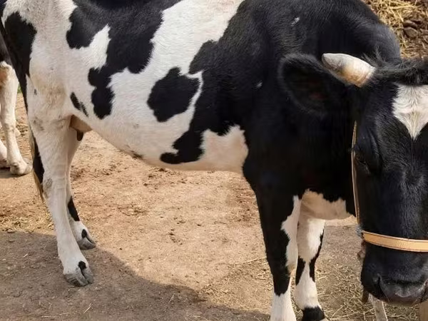 Корова, Russian Black pied cattle
