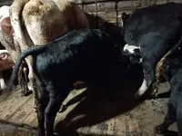 گاو نر, Simmental cattle — عکس 4