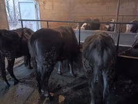 ላም, Swiss cattle — ፎቶ 6