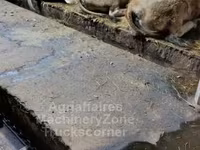 بقرة, Aubrac cattle — الصورة 3