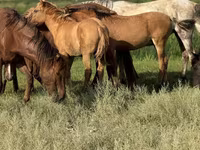 Pastuv, Kazakh horse — fotografija 5